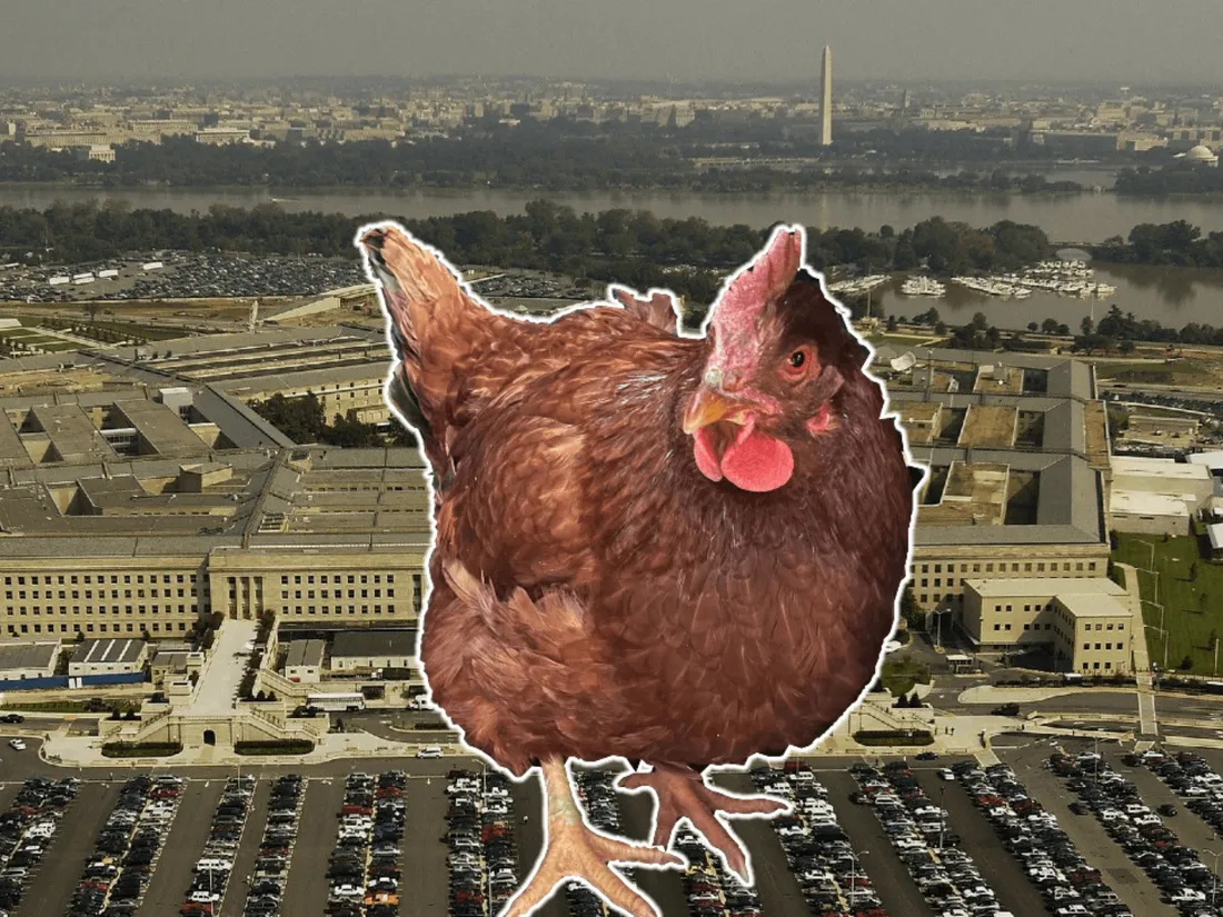 Une poule tente d'entrer au Pentagone