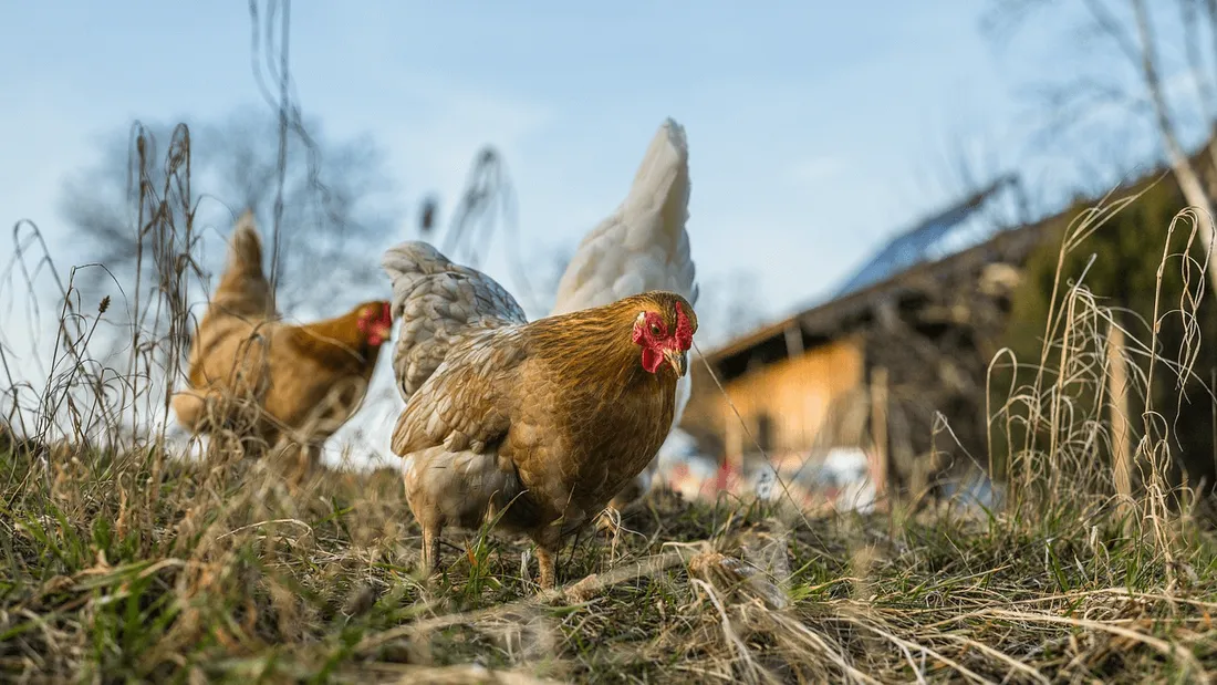 En Bretagne, les éleveurs s’opposent notamment au confinement de leur volaille. 