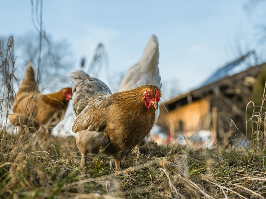 La grippe aviaire est de retour en Bretagne.