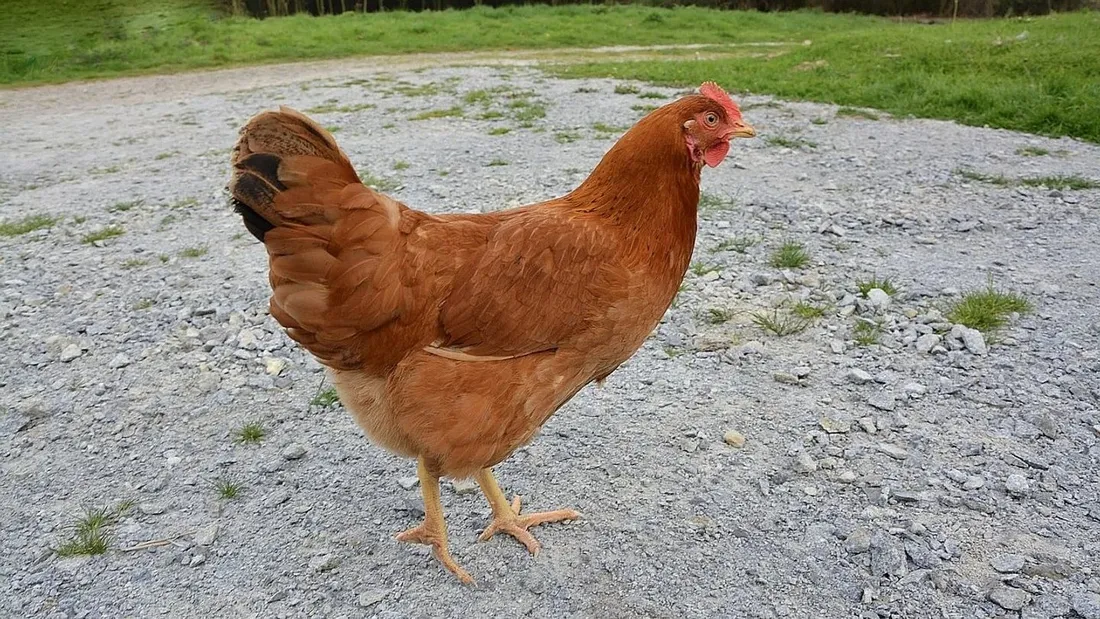 Poule pondeuse bio