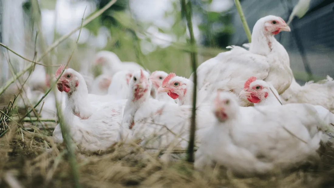 Grippe aviaire : 16 millions de volailles abattues en France mais l'épizootie décroît