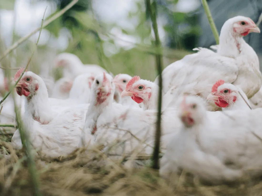 Grippe aviaire : levée des mesures de confinement en Vendée, Maine-et-Loire et Charente