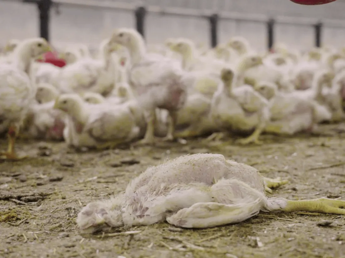 L214 dénonce un élevage de poulets du Sud Mayenne