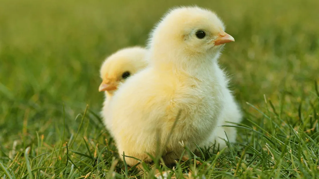 8 000 poussins ont péri dans un incendie en Loire-Atlantique