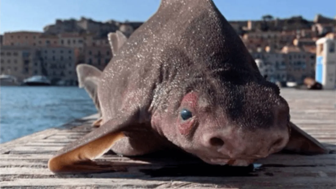 Un requin-cochon trouvé en Italie