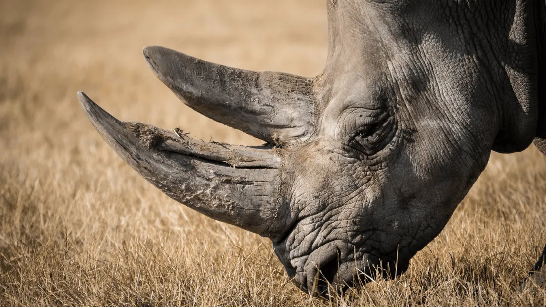 La corne de rhinocéros se vend jusqu'à 100.000 euros le kilo en Asie.