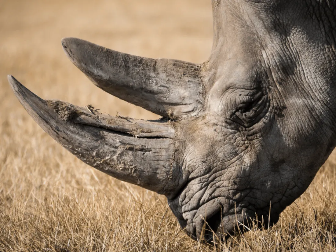 La corne de rhinocéros se vend jusqu'à 100.000 euros le kilo en Asie.