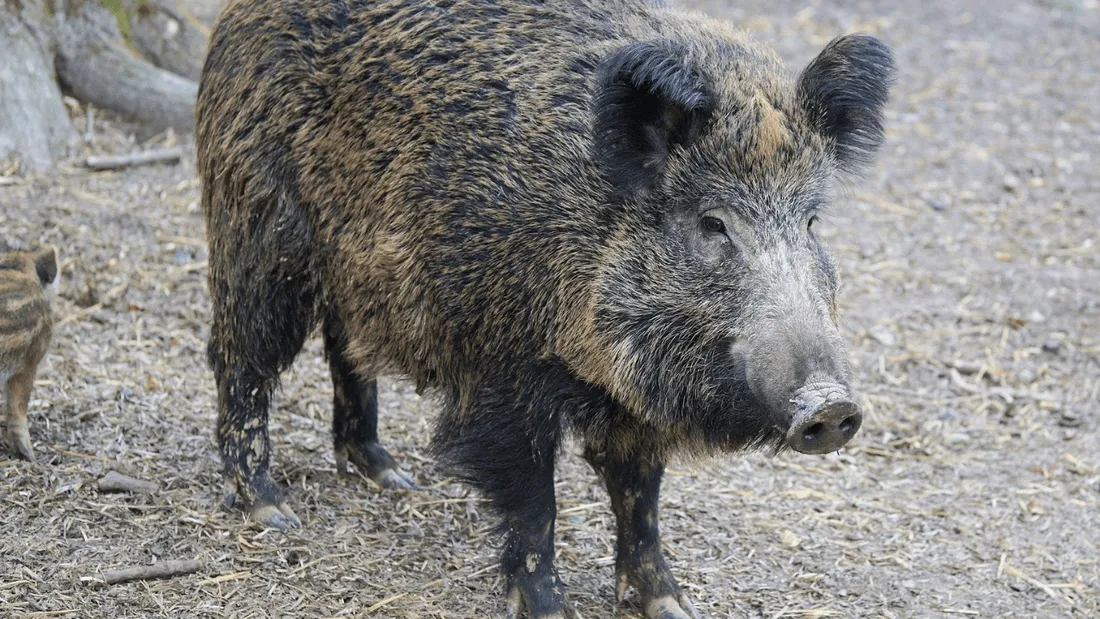 Sanglier au Hyper U de Mayenne