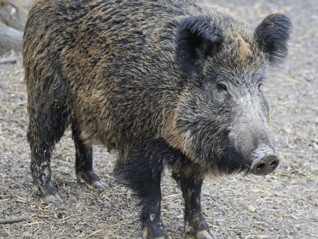 Sanglier au Hyper U de Mayenne