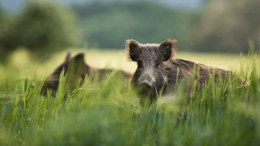 sanglier