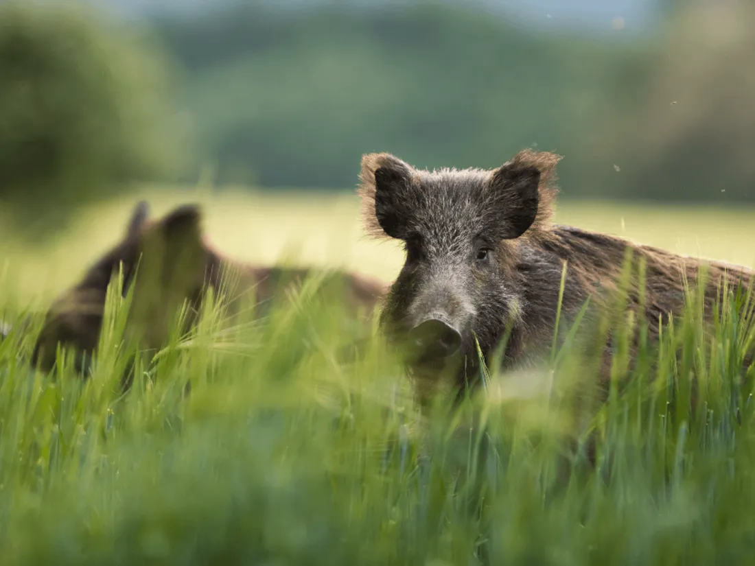 sanglier