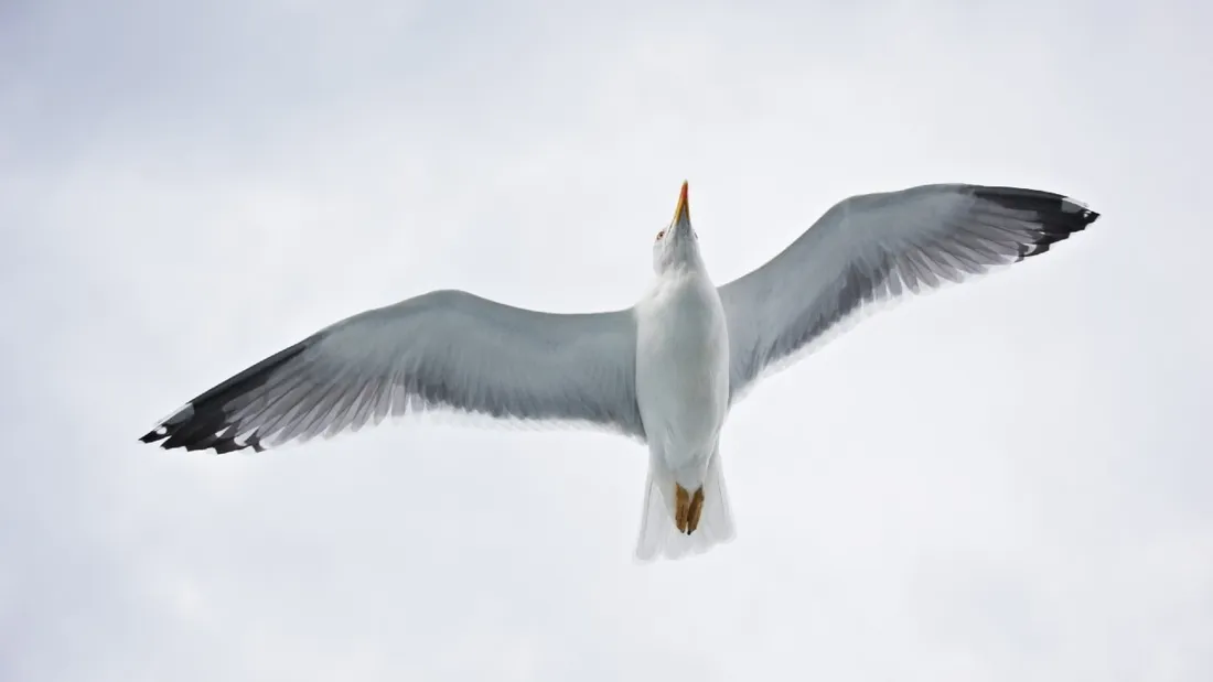 oiseau