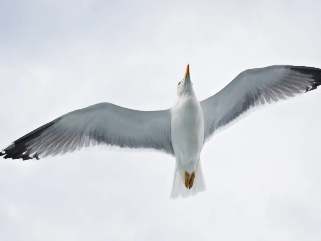 oiseau