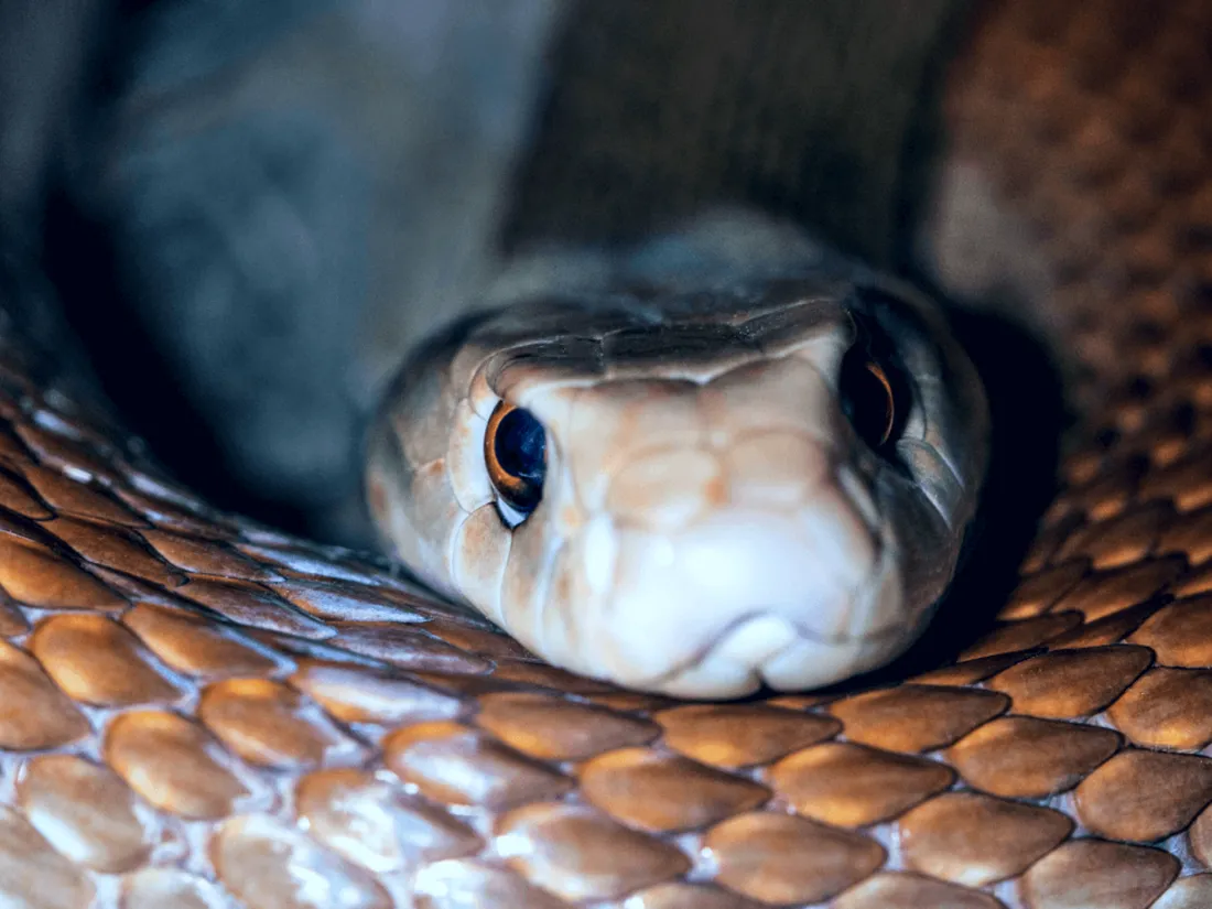 Serpent