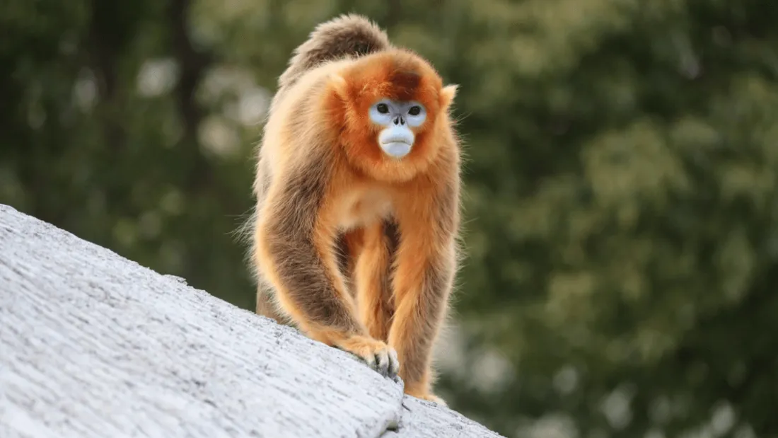 Singe doré