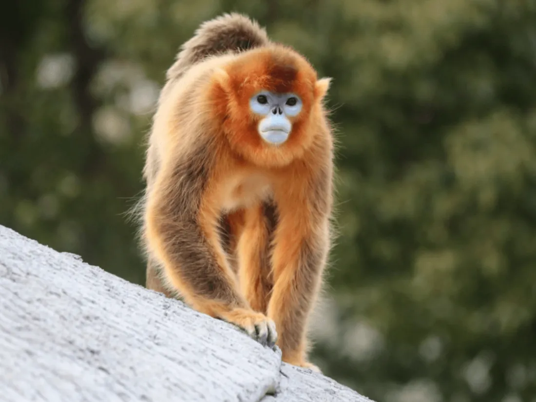 Singe doré