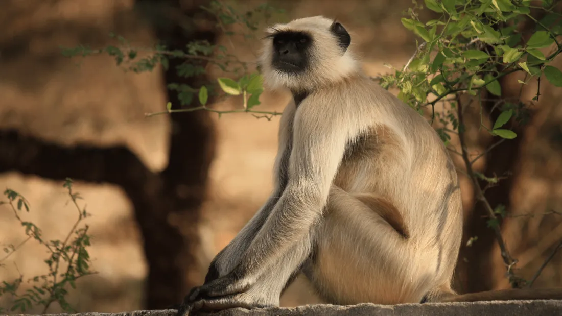 Inde : deux singes accusés d’avoir tué 250 chiens