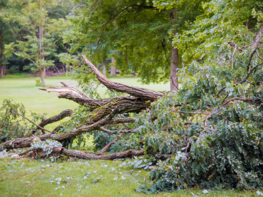 Tempête