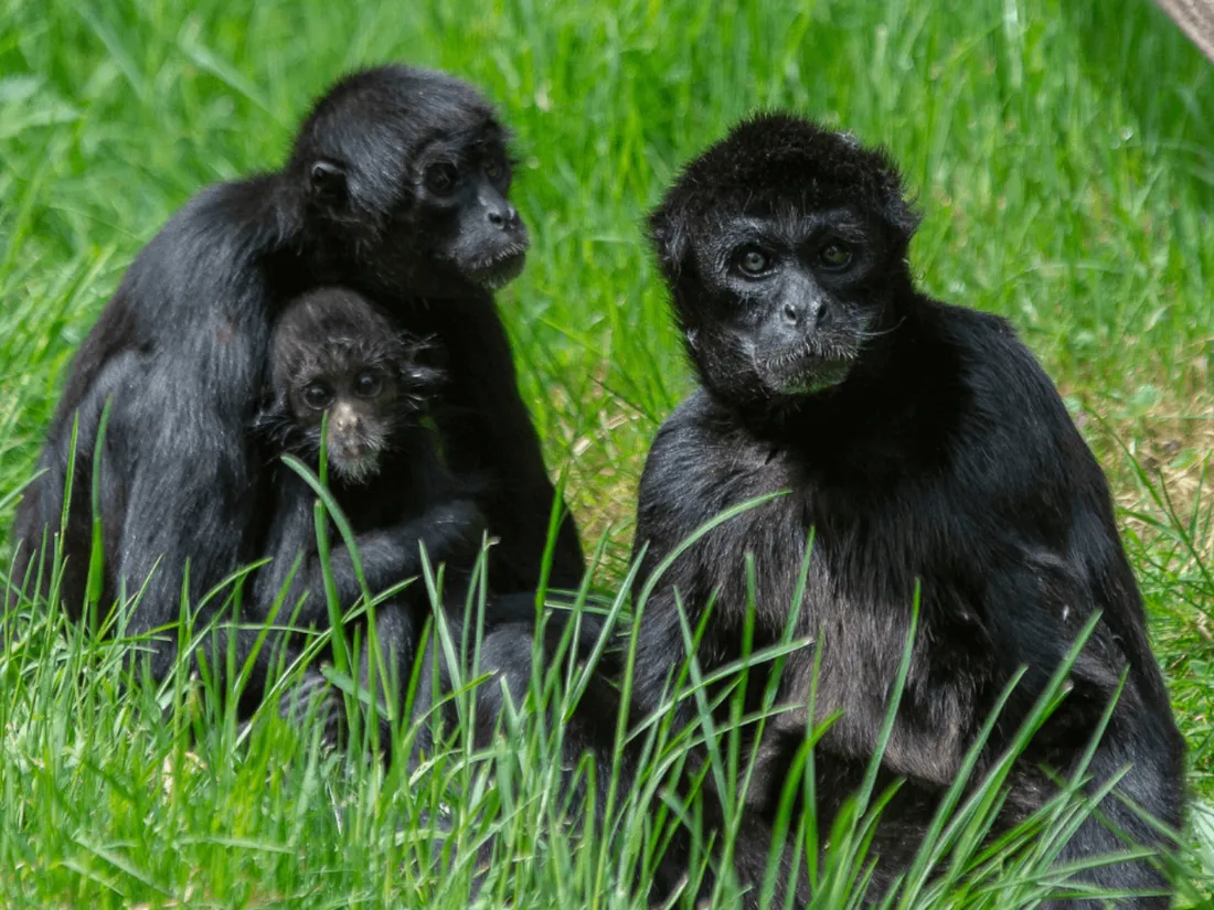 Ces primates, atèle à tête brune, seront visibles aux Terres de Nataé.