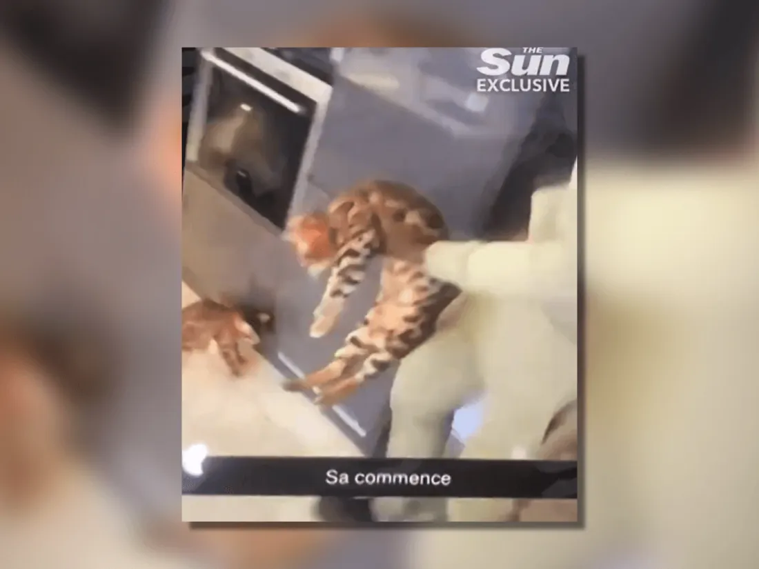 Angleterre : une vidéo de Kurt Zouma frappant son chat fait scandale