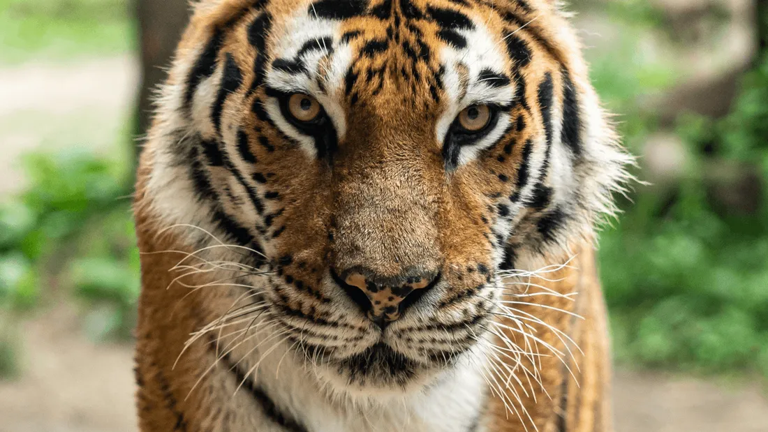 Floride : un tigre tué après avoir attaqué un homme qui tentait de le caresser