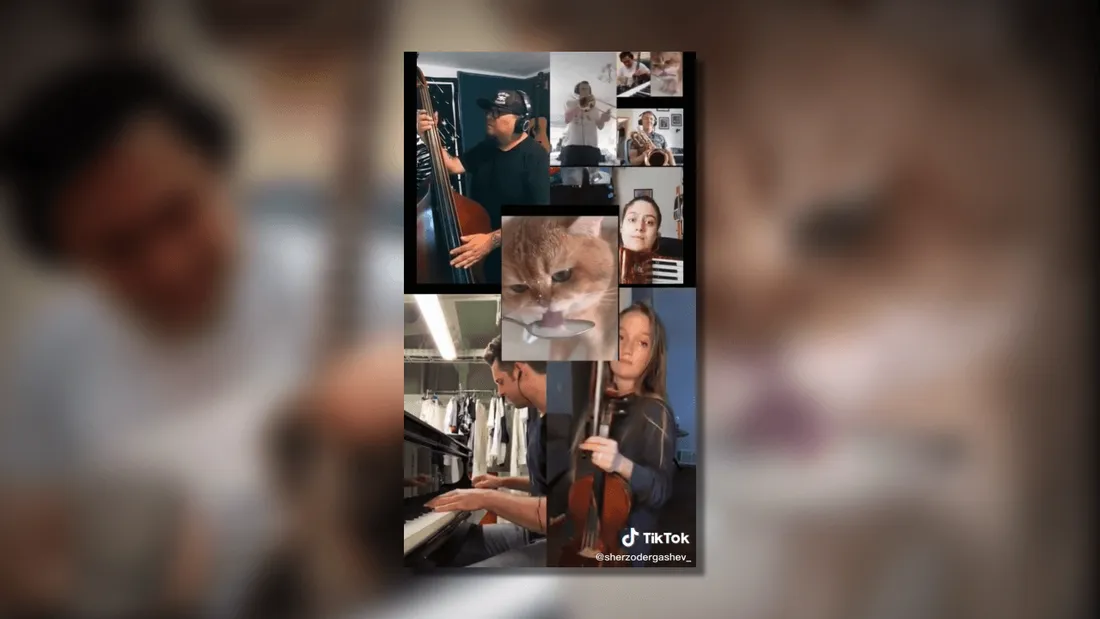 Tiktok : des musiciens remixent une vidéo de chat 
