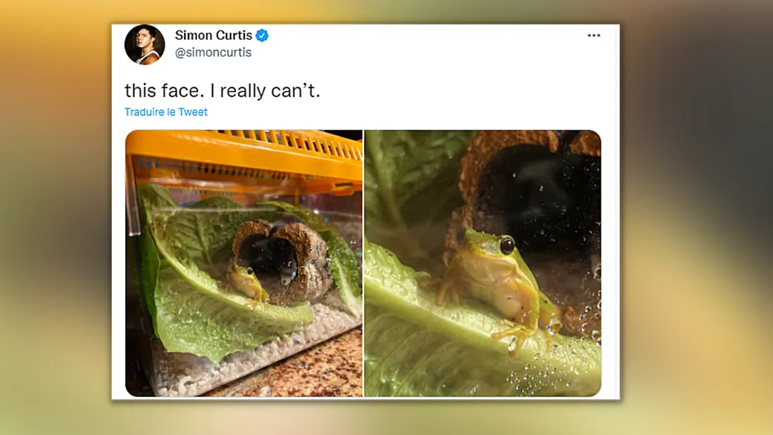 Les aventures de Tony la grenouille, retrouvé dans une barquette de salade