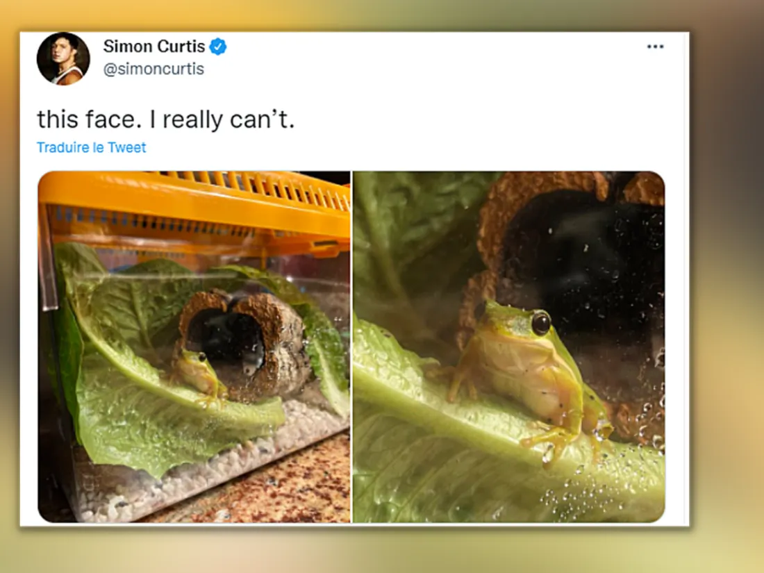 Les aventures de Tony la grenouille, retrouvé dans une barquette de salade