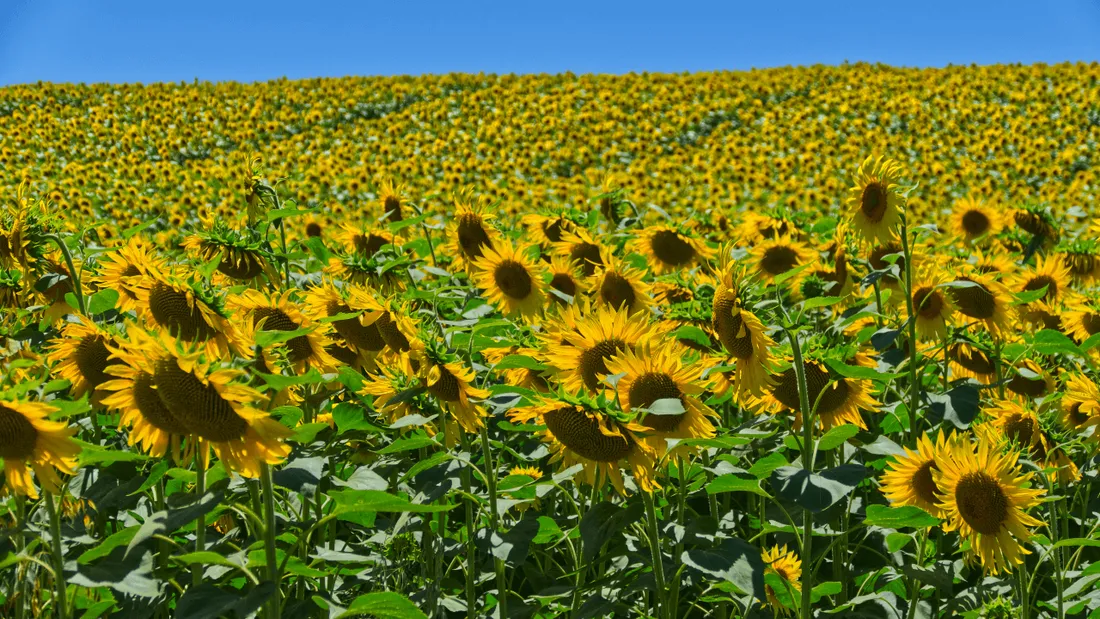 Les industriels autorisés à remplacer l'huile de tournesol sans modifier les emballages