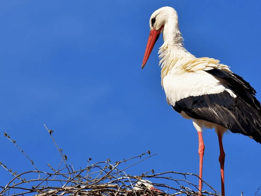 cigogne