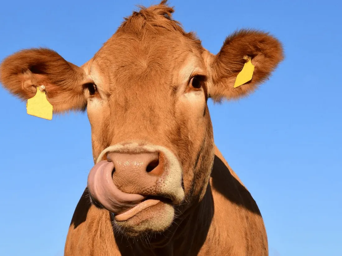 Mayenne : plus de vaches et de porcs que d’habitants