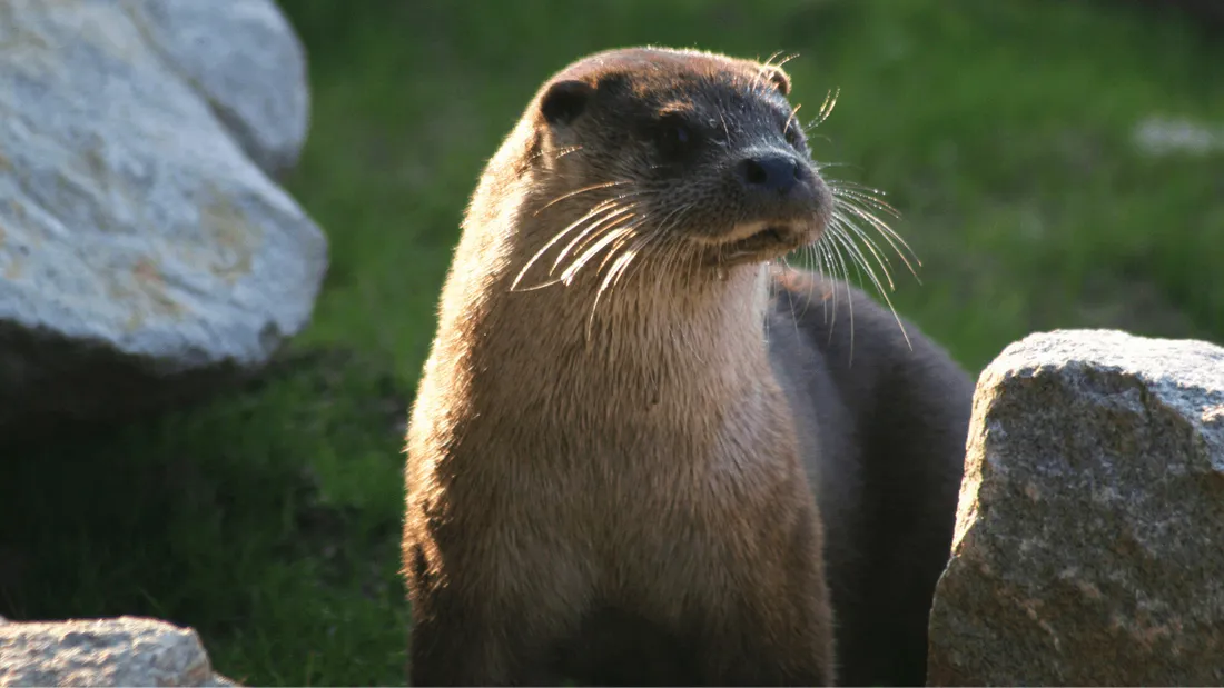 https://images.lesindesradios.fr/fit-in/1100x2000/filters:format(webp)/medias/6cOIUcKx8a/image/venus-loutre-credits-oceanopolis1646303458137-format16by9.png