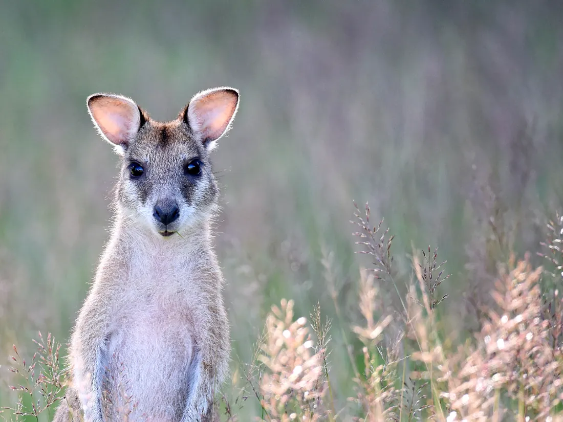 Le petit marsupial ne présente aucun danger 