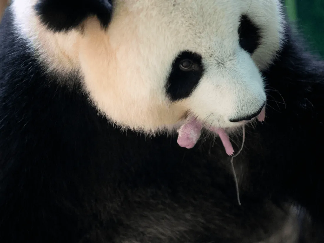 Naissances de pandas à Beauval