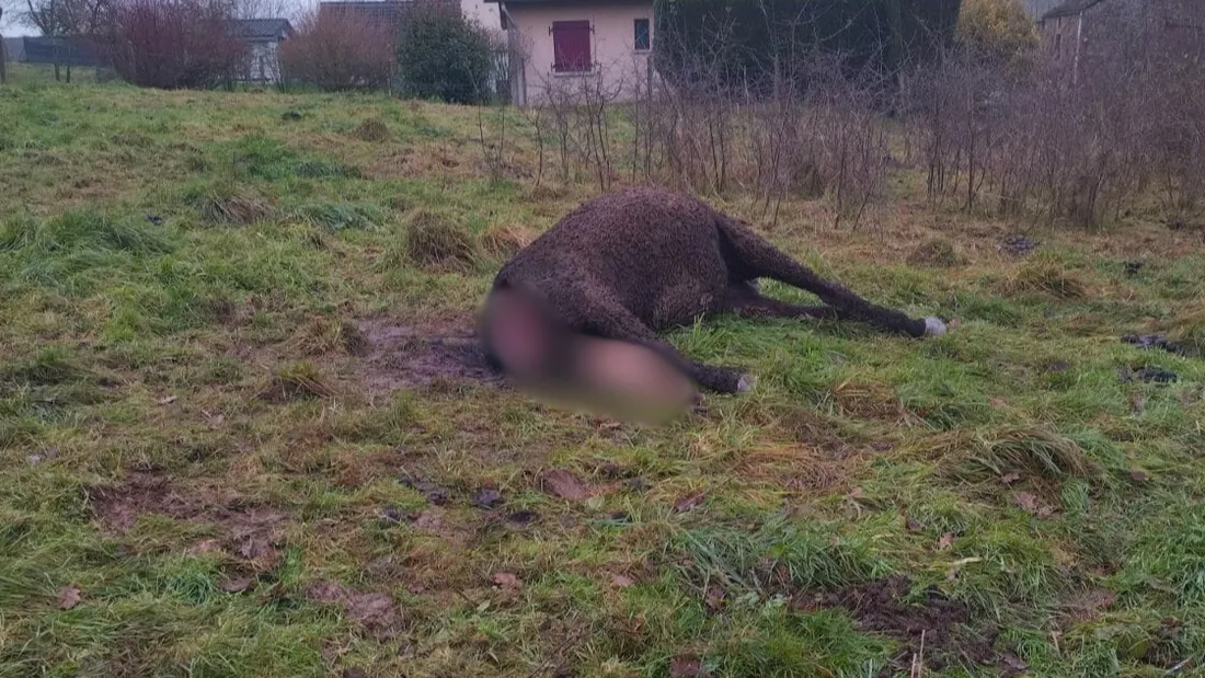 Facebook Les écuries Mont Hedin