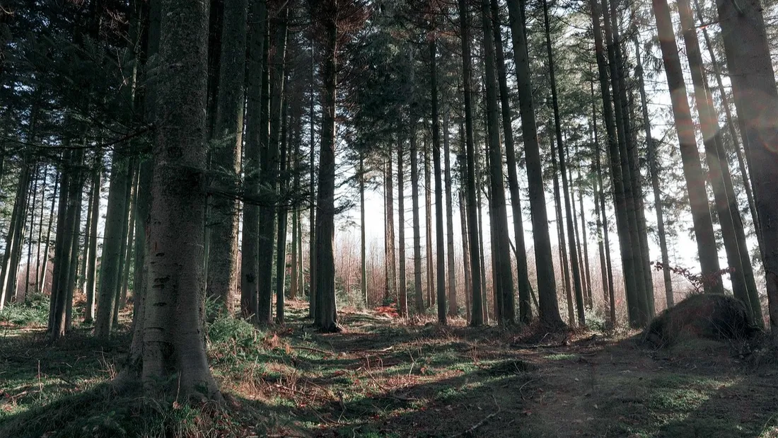 Forêt ardennaise