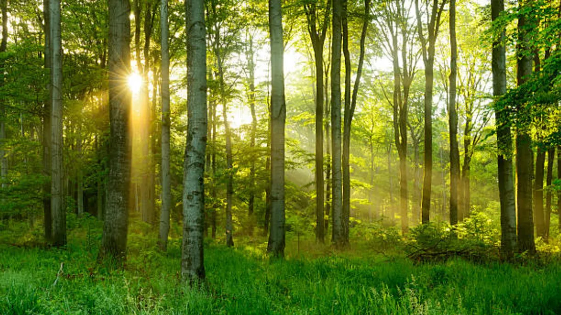forêt