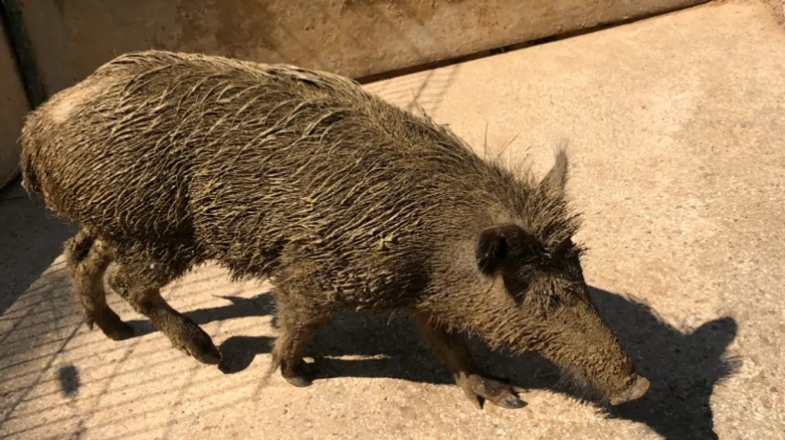 Toto, le sanglier 