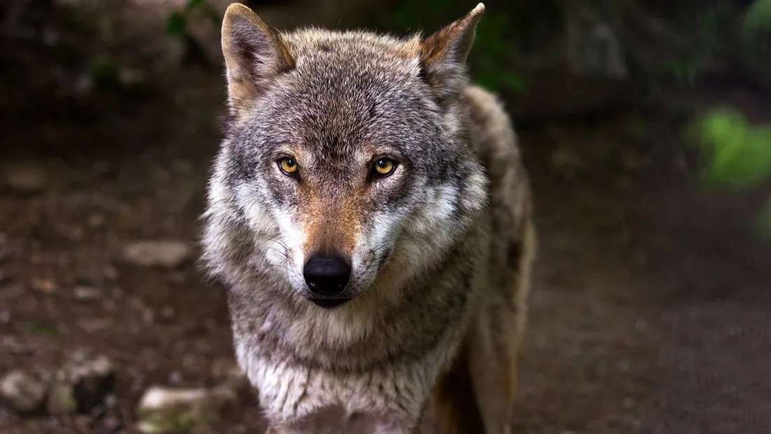 Tir loup