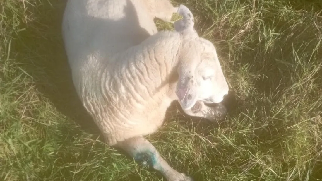 Moutons Ardennes