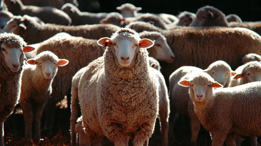 Moutons