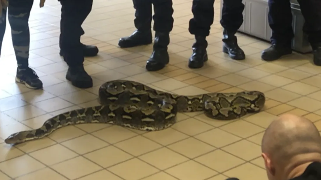 Serpent de 5m