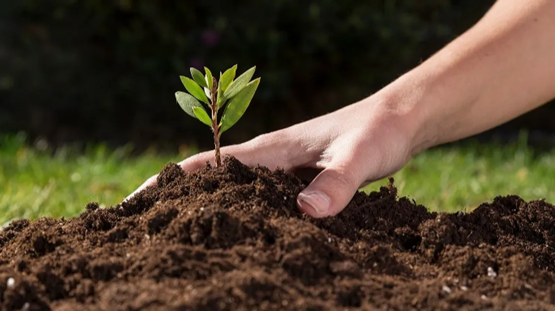 plantation