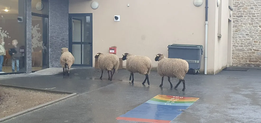 Moutons école Harcy