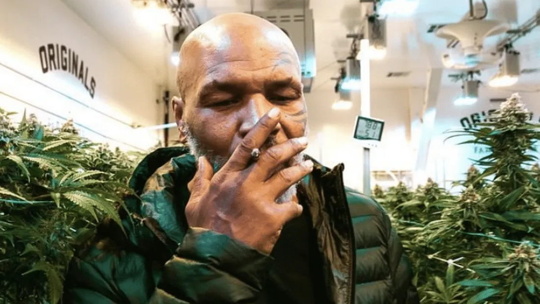 Mike Tyson : son business de marijuana lui rapporterait 500 000 dollars par mois !