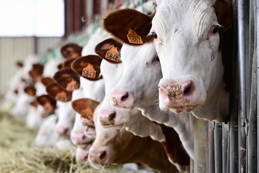 Le plus grand massacre du bétail américain : des milliers de vaches brûlées vives dans une ferme