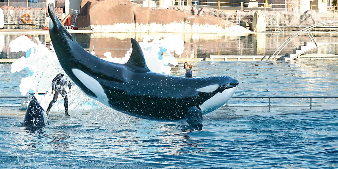 Marineland : Les raisons du refus gouvernemental pour le transfert des orques au Japon