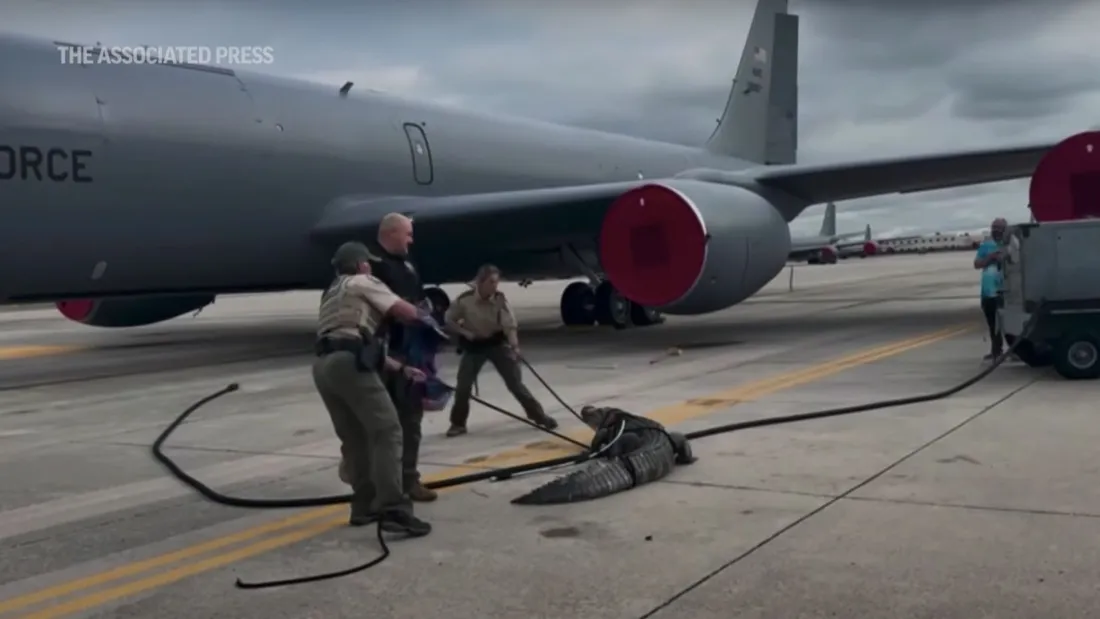 Un alligator sème la terreur un avion en Floride !