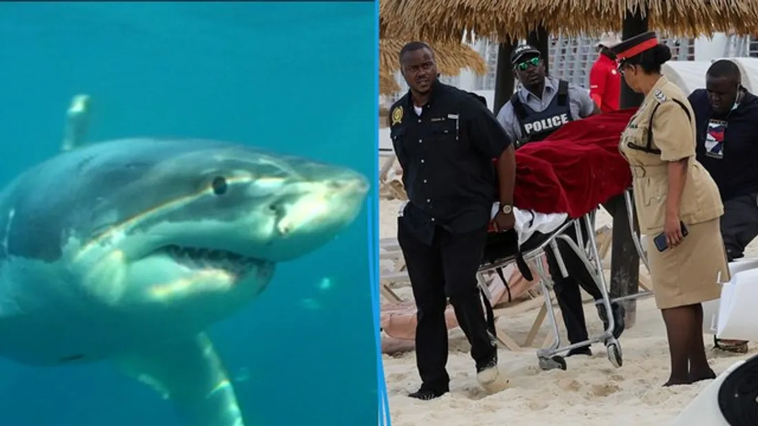 Un enfant mordu par un requin lors d'une attraction aux Bahamas