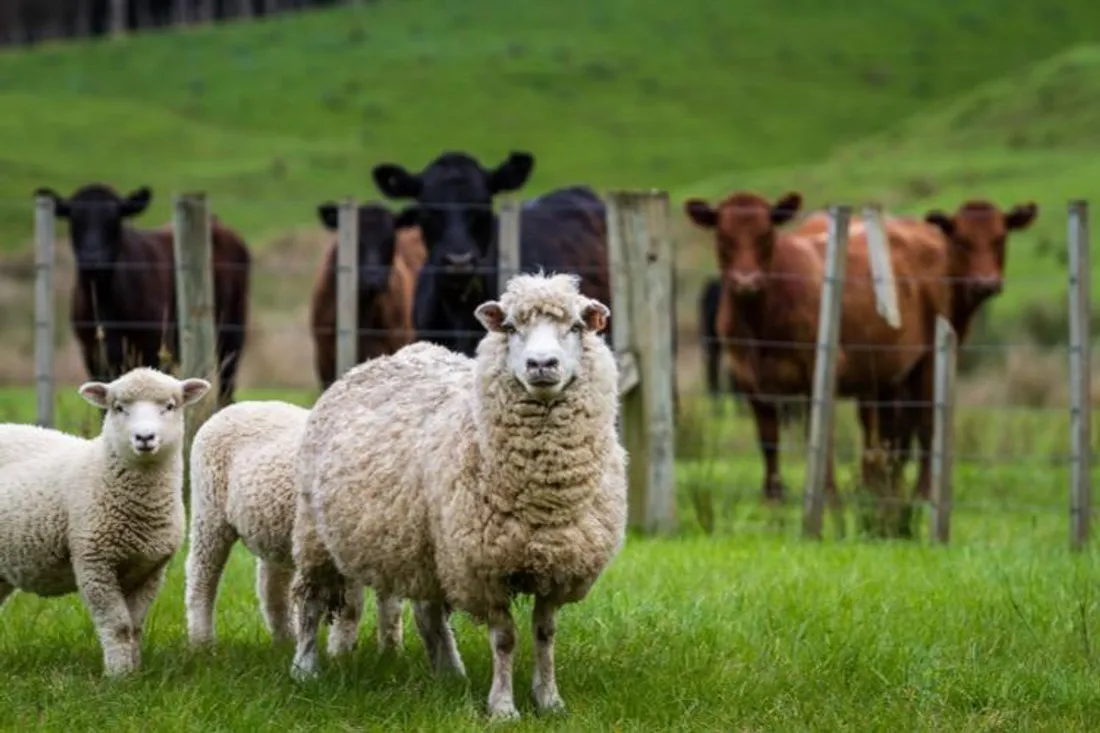 Top 11 des pays engagées pour la cause animale